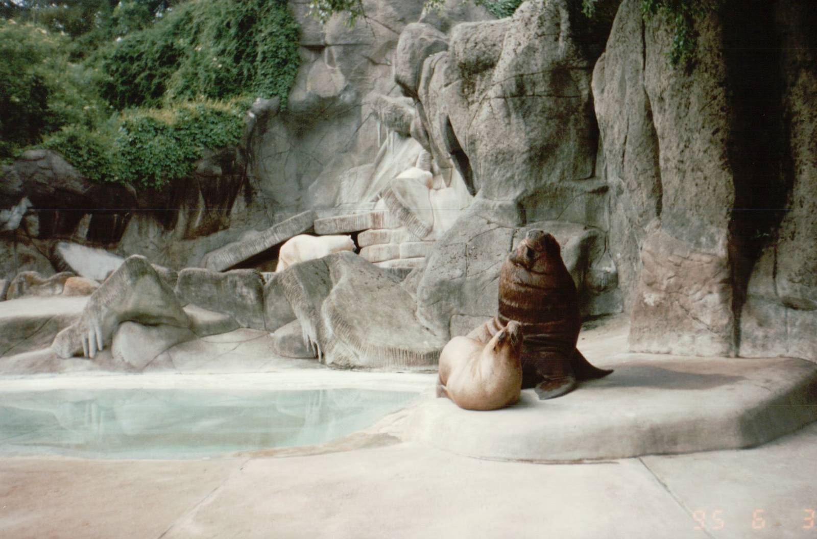 Hagenbeck 1995 - South American Fur Seal in the old Eismeer Panorama