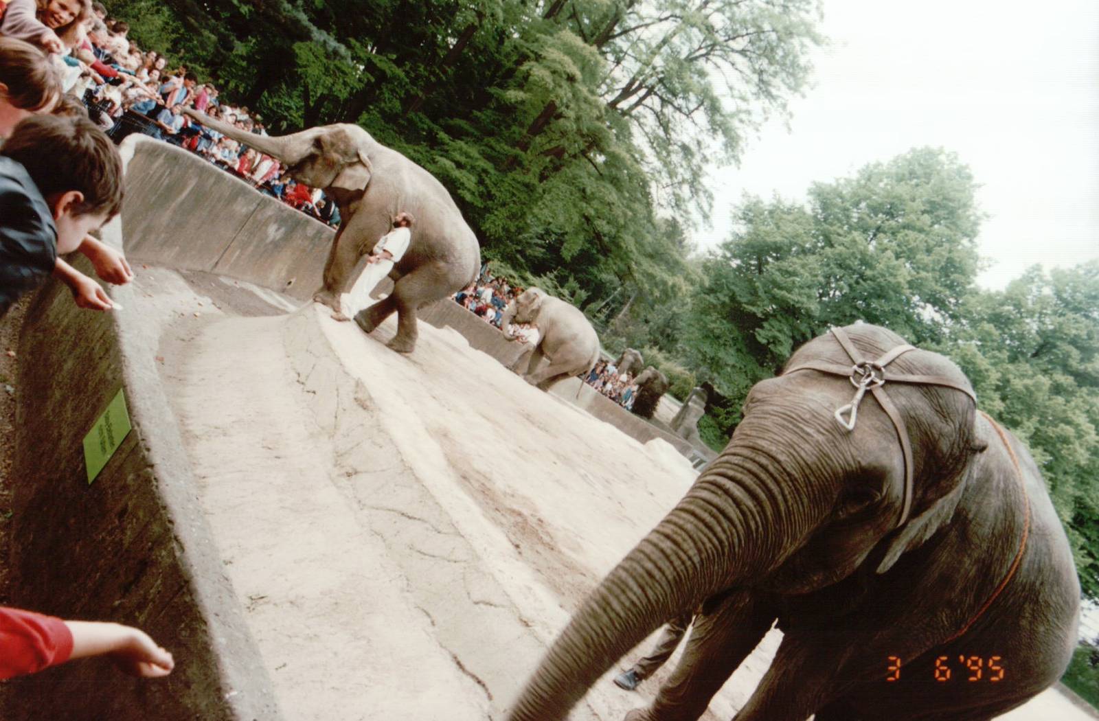 Hagenbeck 1995 - Visitors feeding peanuts to the Asiatic Elephants