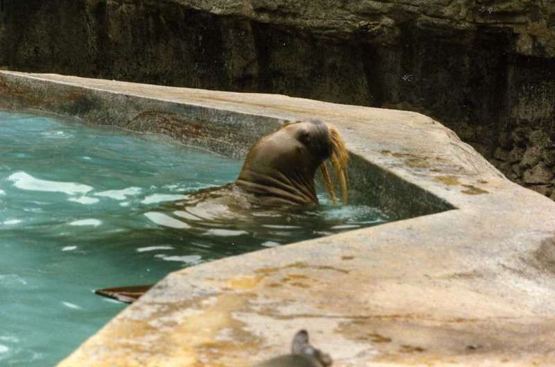 Hagenbeck 1995 - Walrus