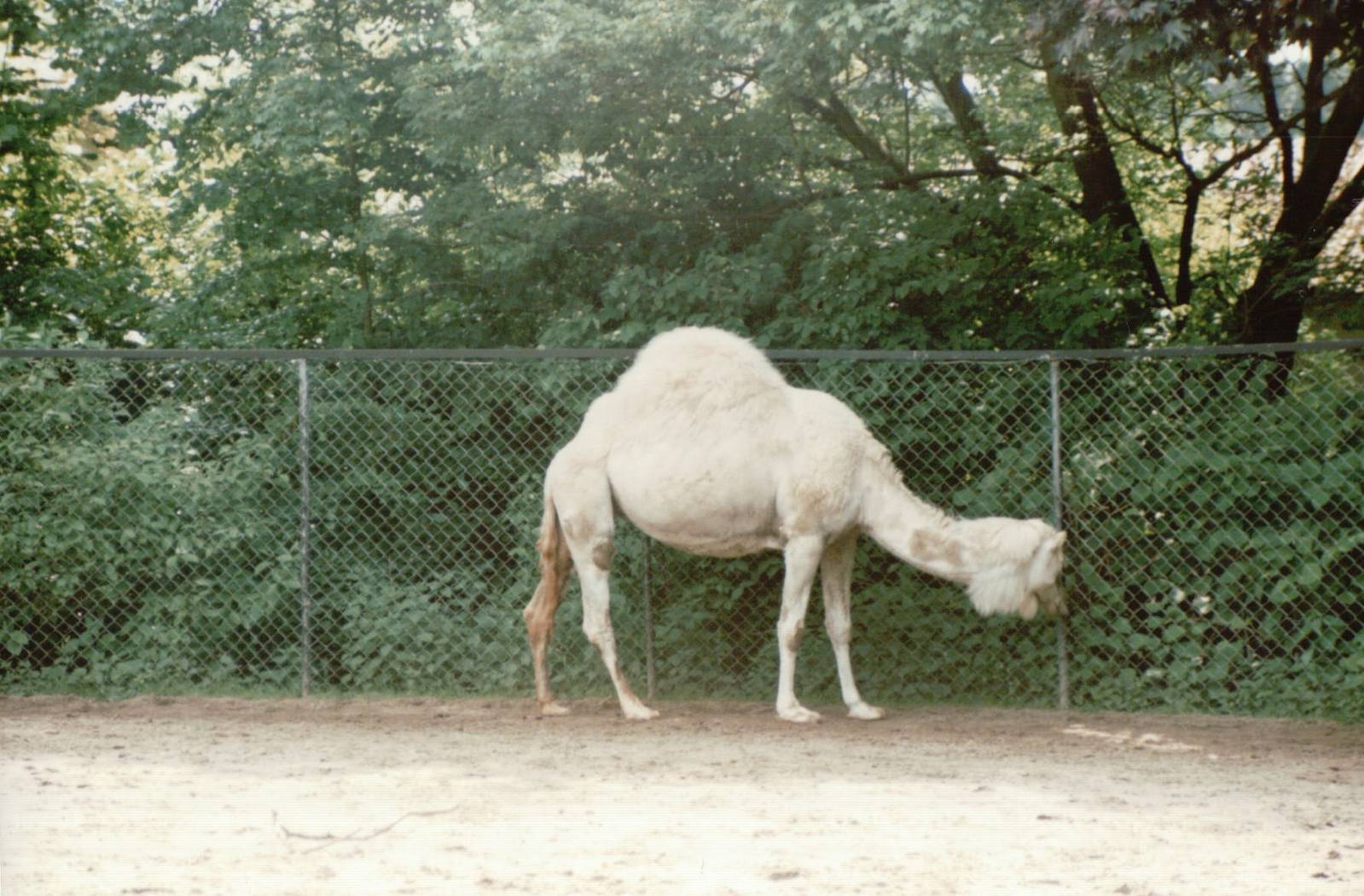 Hagenbeck 1995 - White Arabian Camel