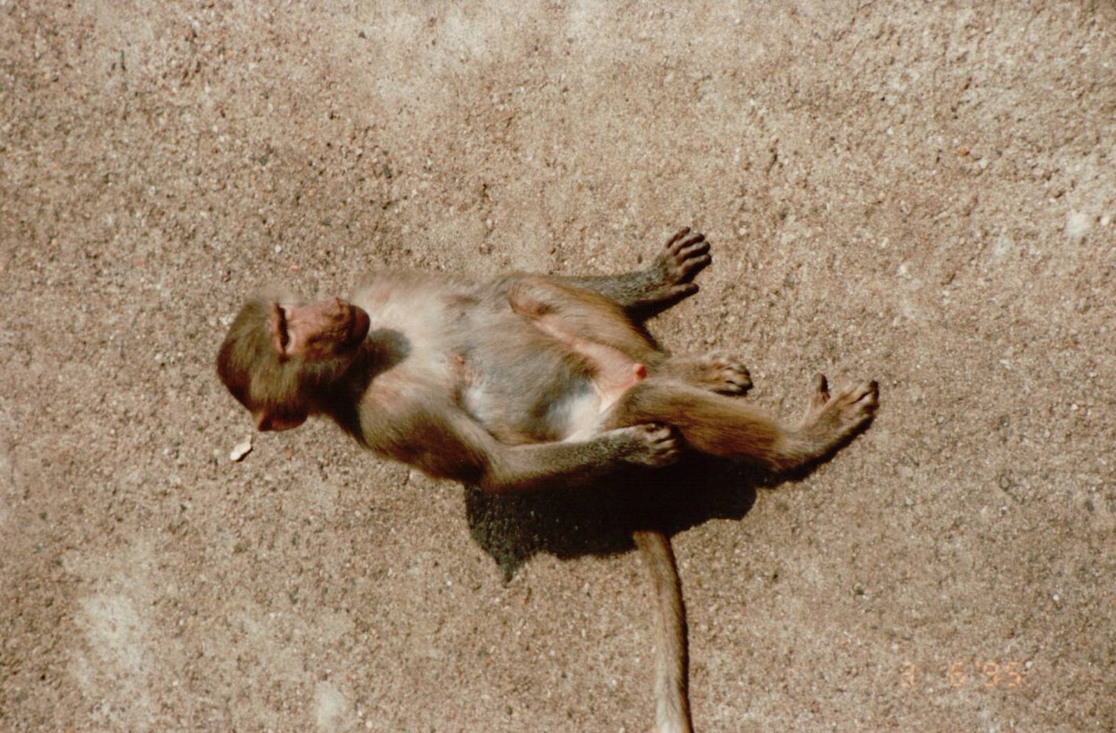 Hagenbeck 1995 - Young Hamadryas Baboon