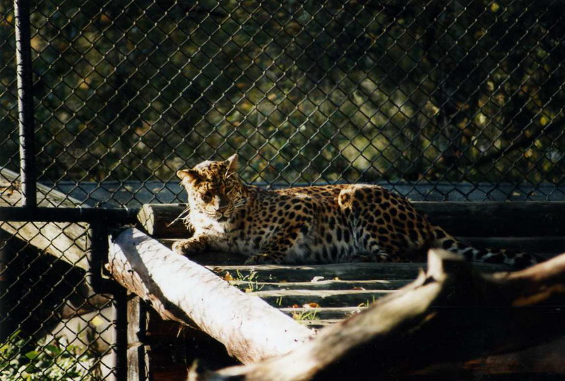 Hagenbeck 1996 - Chinese leopard