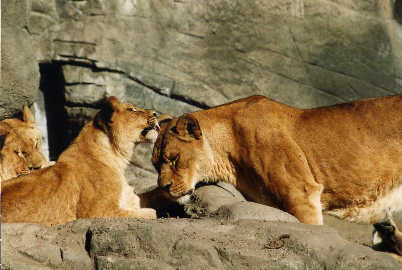 Hagenbeck 1996 - Lions