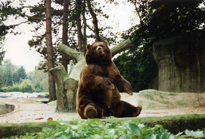 Hagenbeck 1997 - Kodiak