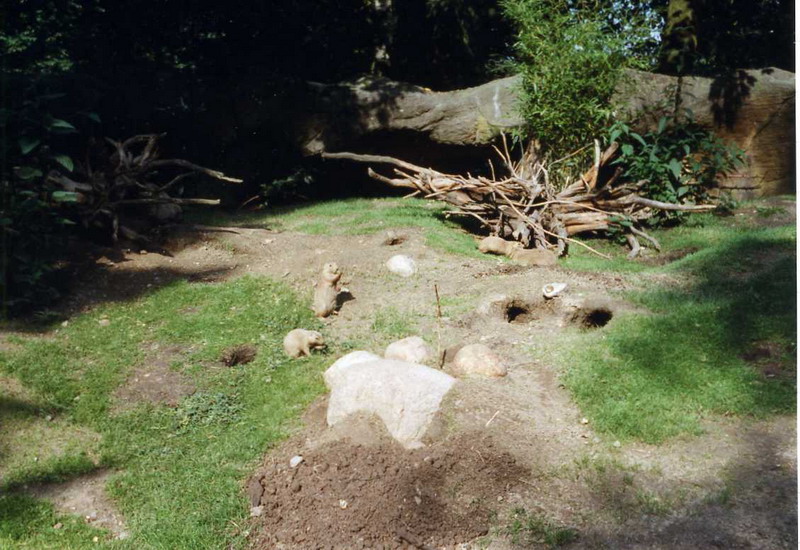 Hagenbeck 1997 - Prairiedogs