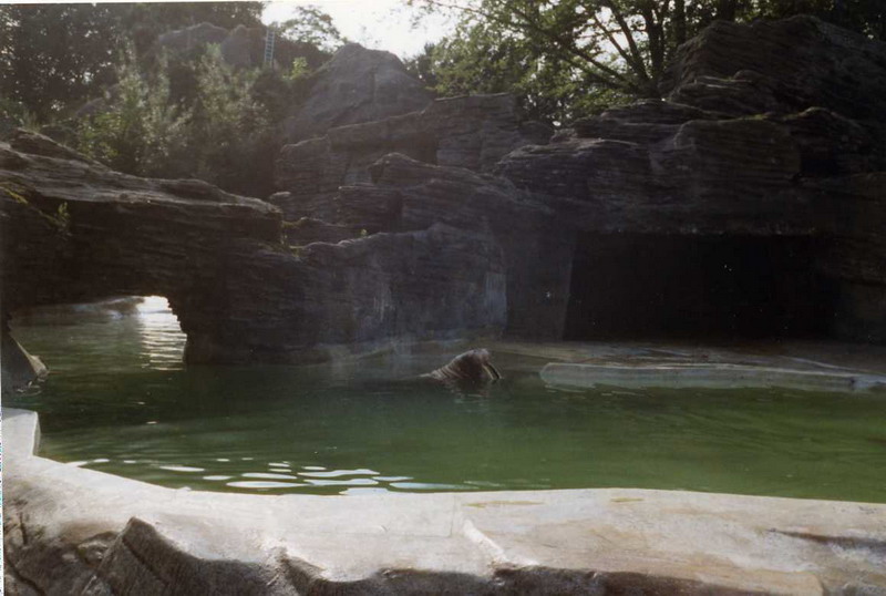 Hagenbeck 1997 - Walrus