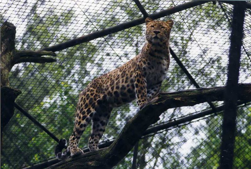 Hagenbeck 1998 - Chinese leopard