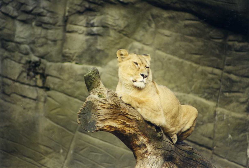 Hagenbeck 1999 - Lioness