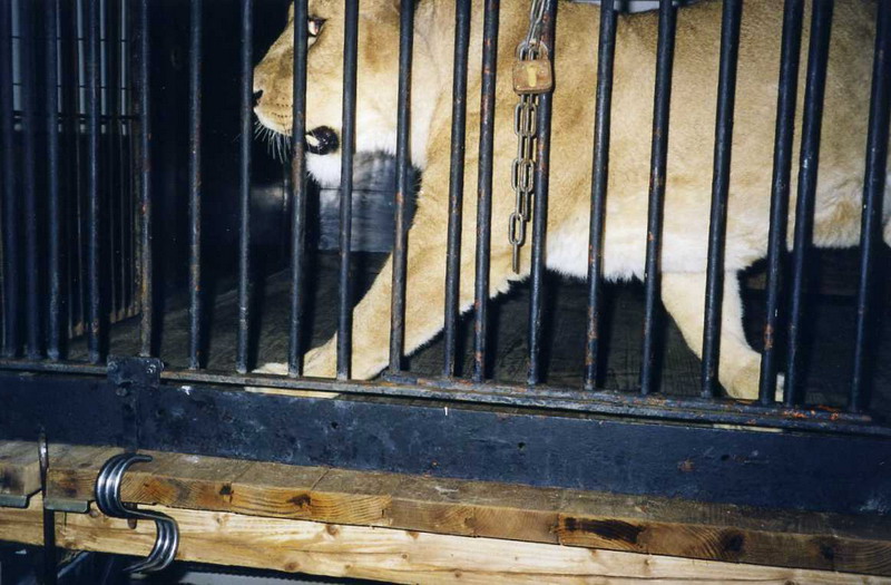 Hagenbeck 2000 - Old lionhouse