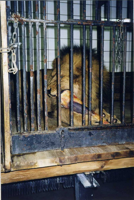 Hagenbeck 2000 - Old lionhouse