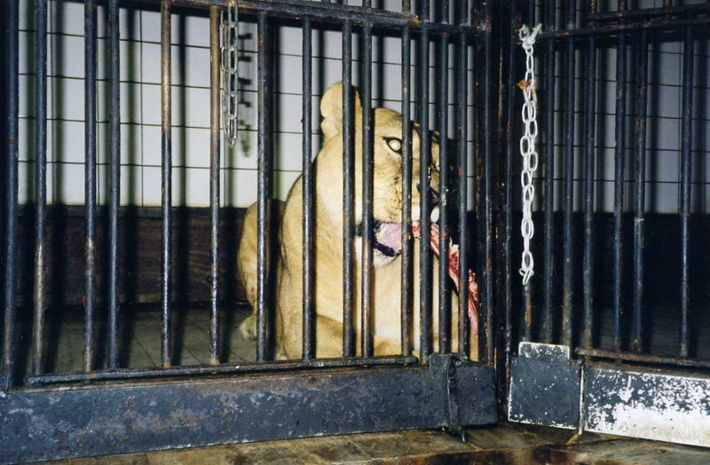 Hagenbeck 2000 - Old lionhouse