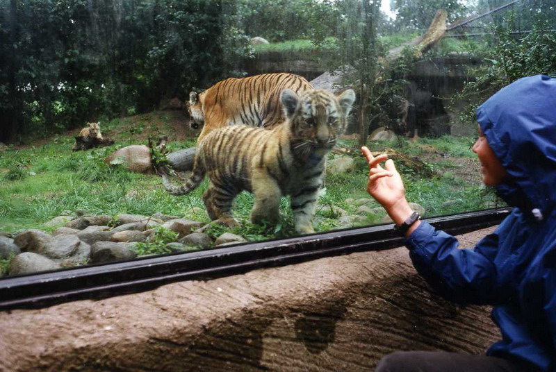 Hagenbeck 2000 - Tigers