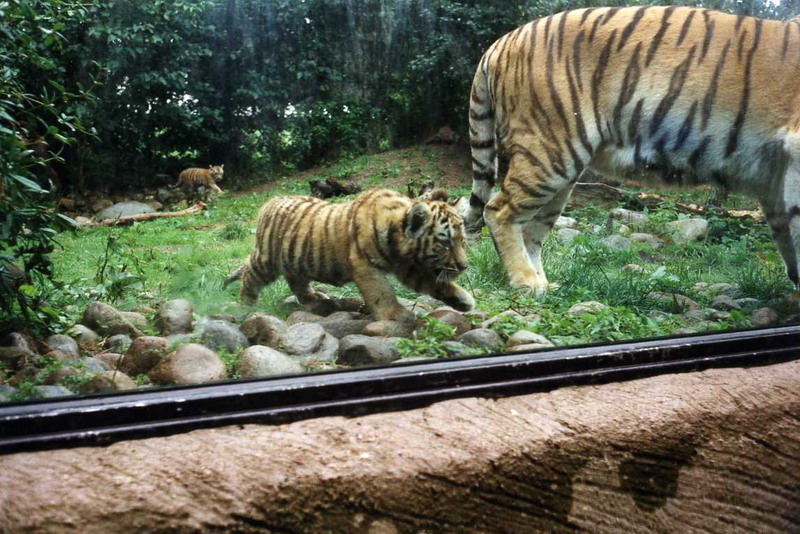Hagenbeck 2000 - Tigers
