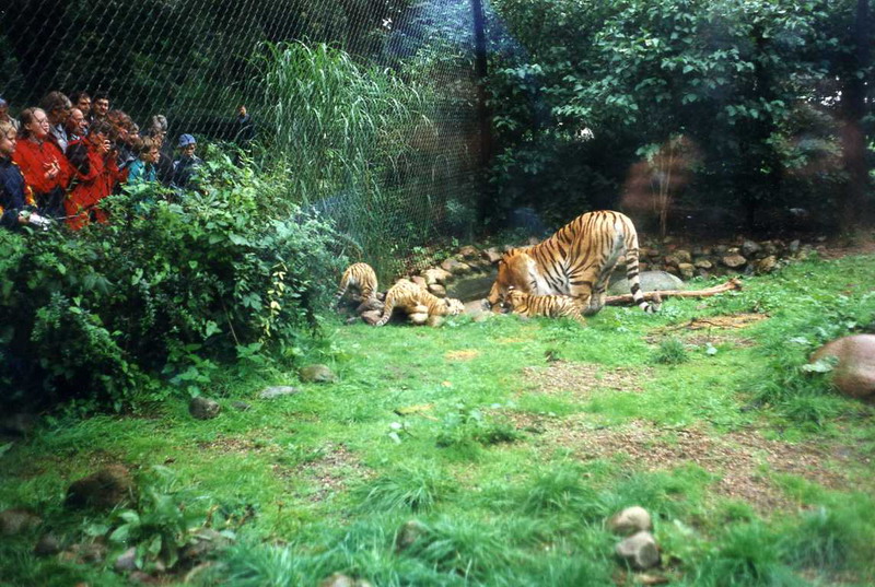 Hagenbeck 2000 - Tigers