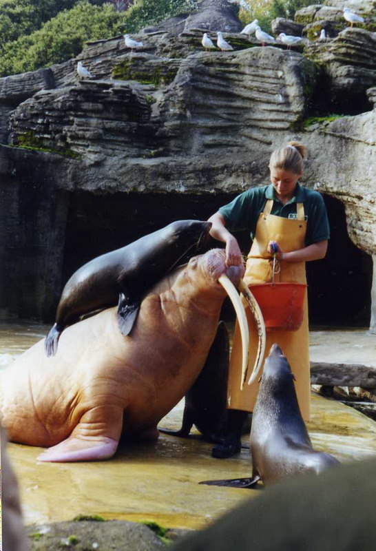 Hagenbeck 2000 - Walrus and Furseal