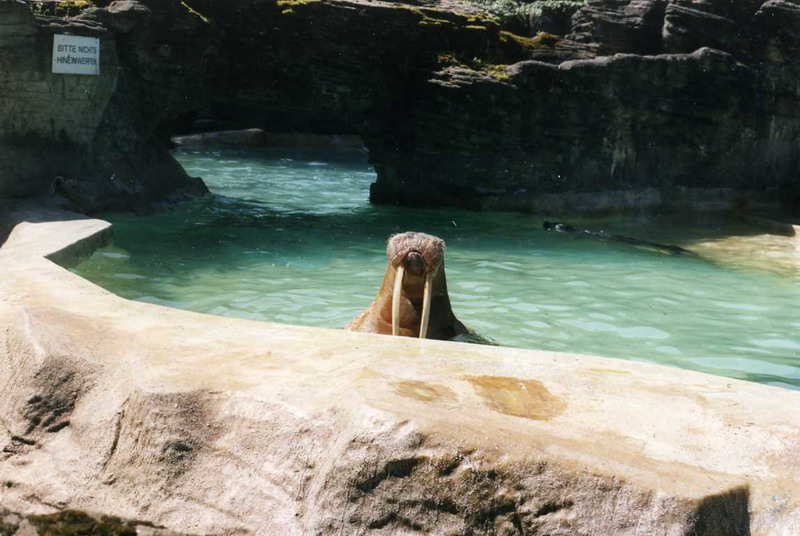 Hagenbeck 2000 - Walrus