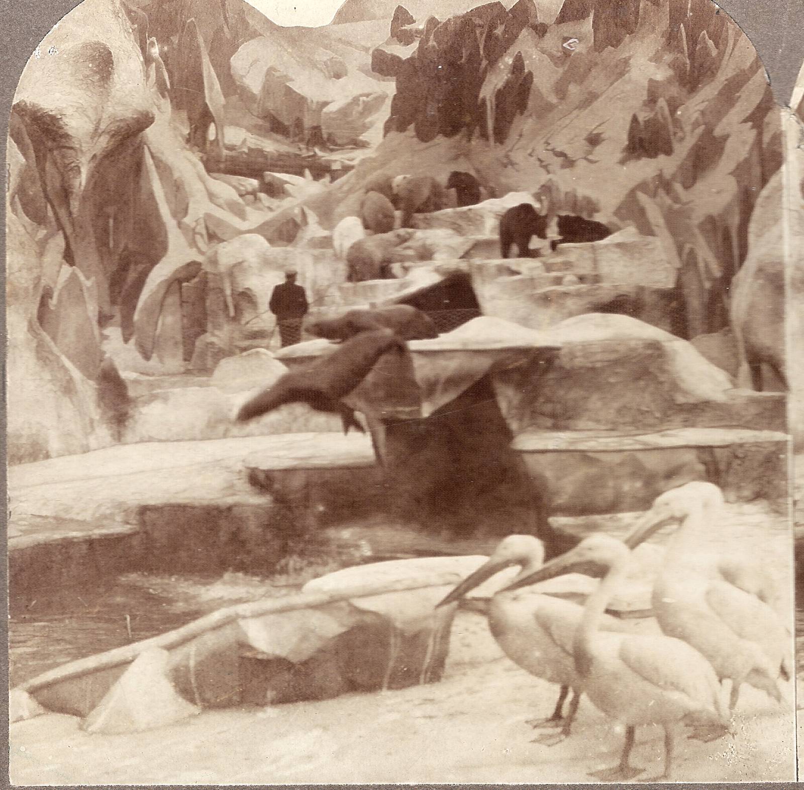 Hagenbeck Exhibit - 1904 Worlds Fair, St. Louis