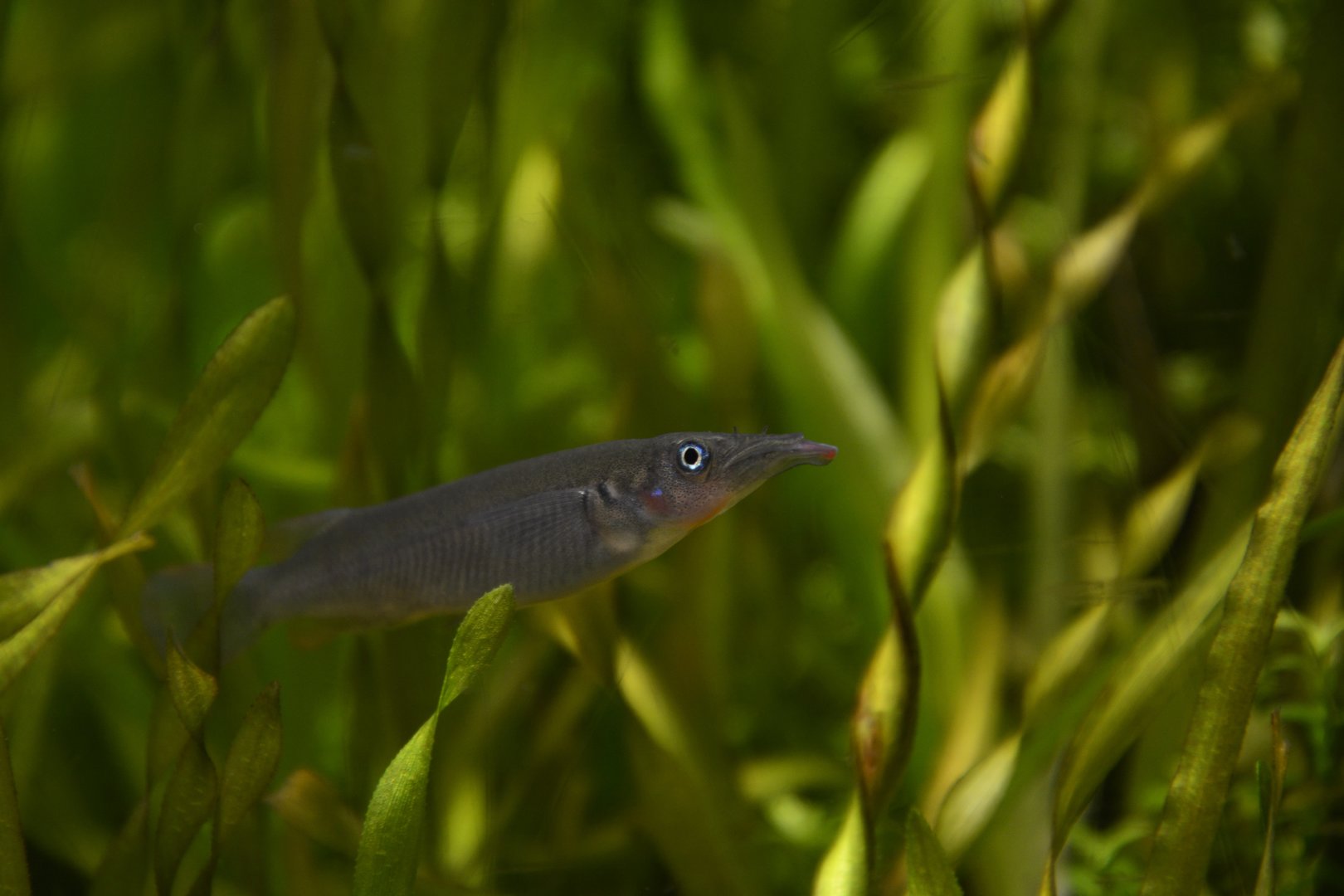 Hagen's halfbeak (Nomorhamphus hageni)