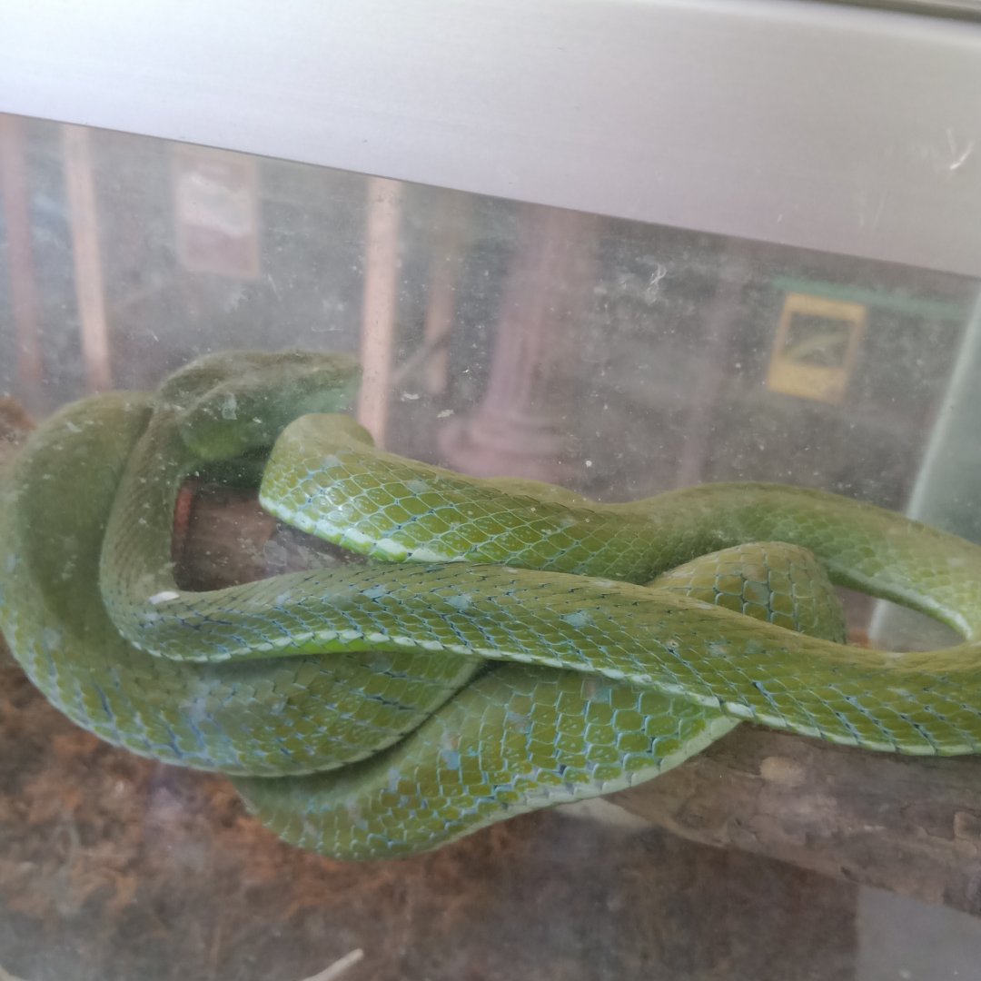 Hagen's pit viper (Trimeresurus hageni) - Sato Loka Resto & Conservation Park