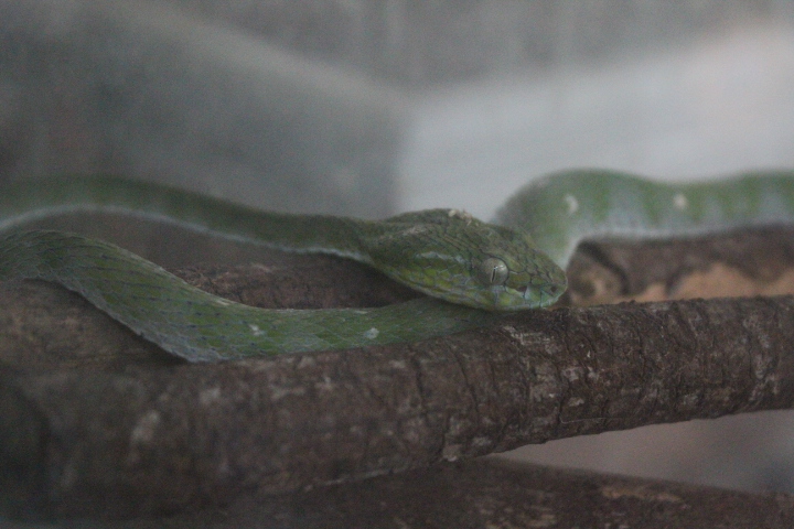 Hagen's pit viper (Trimeresurus hageni) - Taman Konservasi Sato Loka