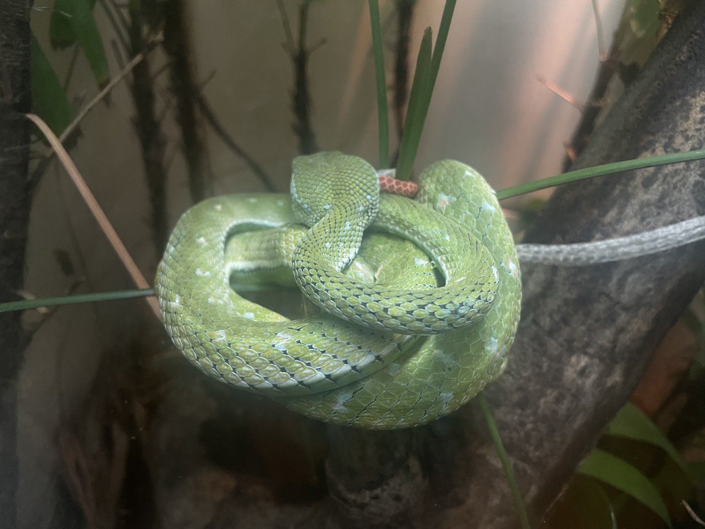 Hagen’s Pitviper