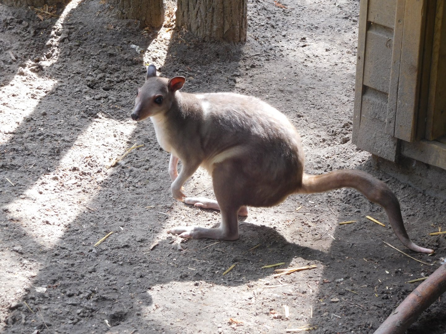 Hagen's Scrub Wallaby