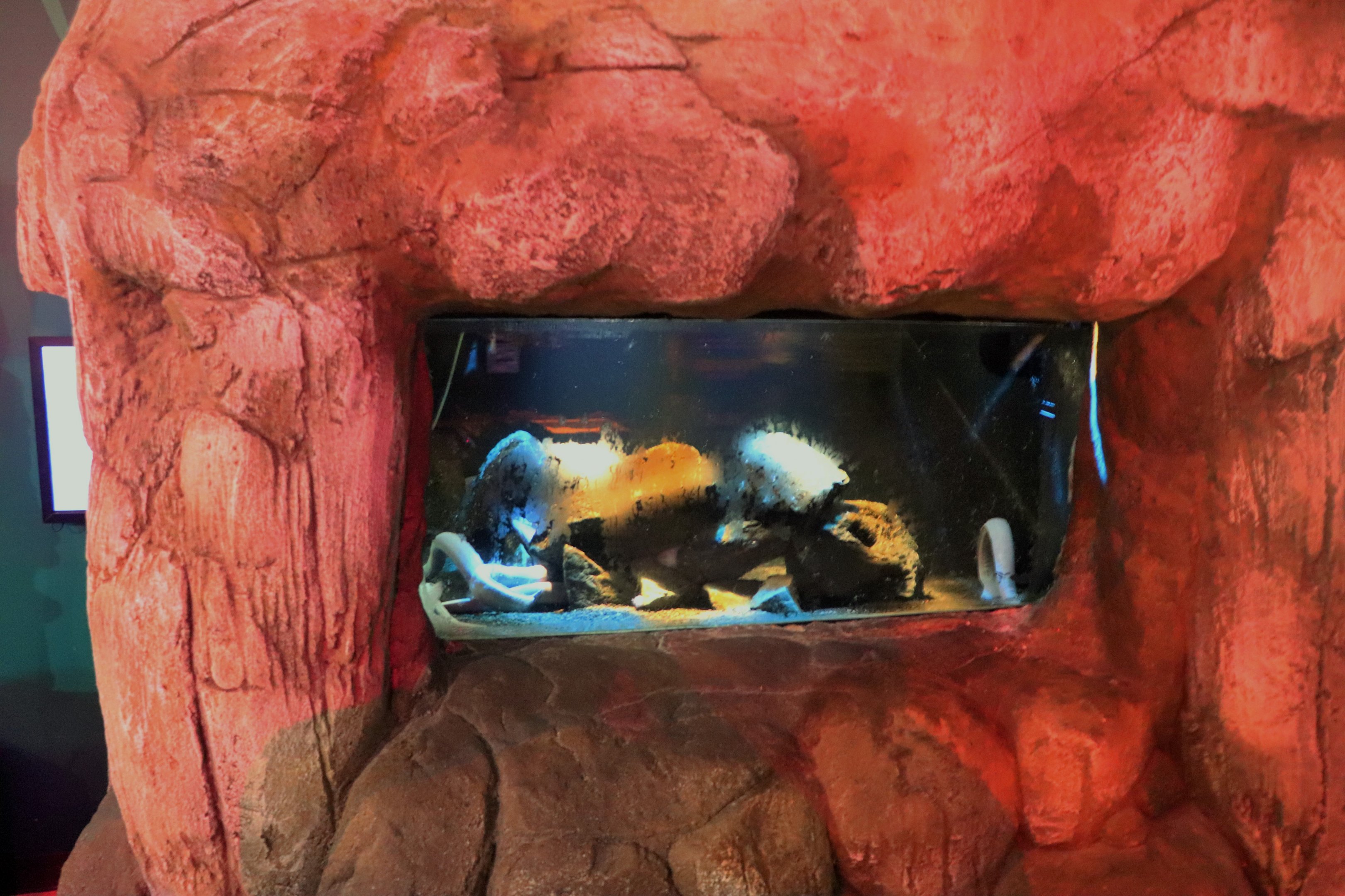 Hagfish Tank