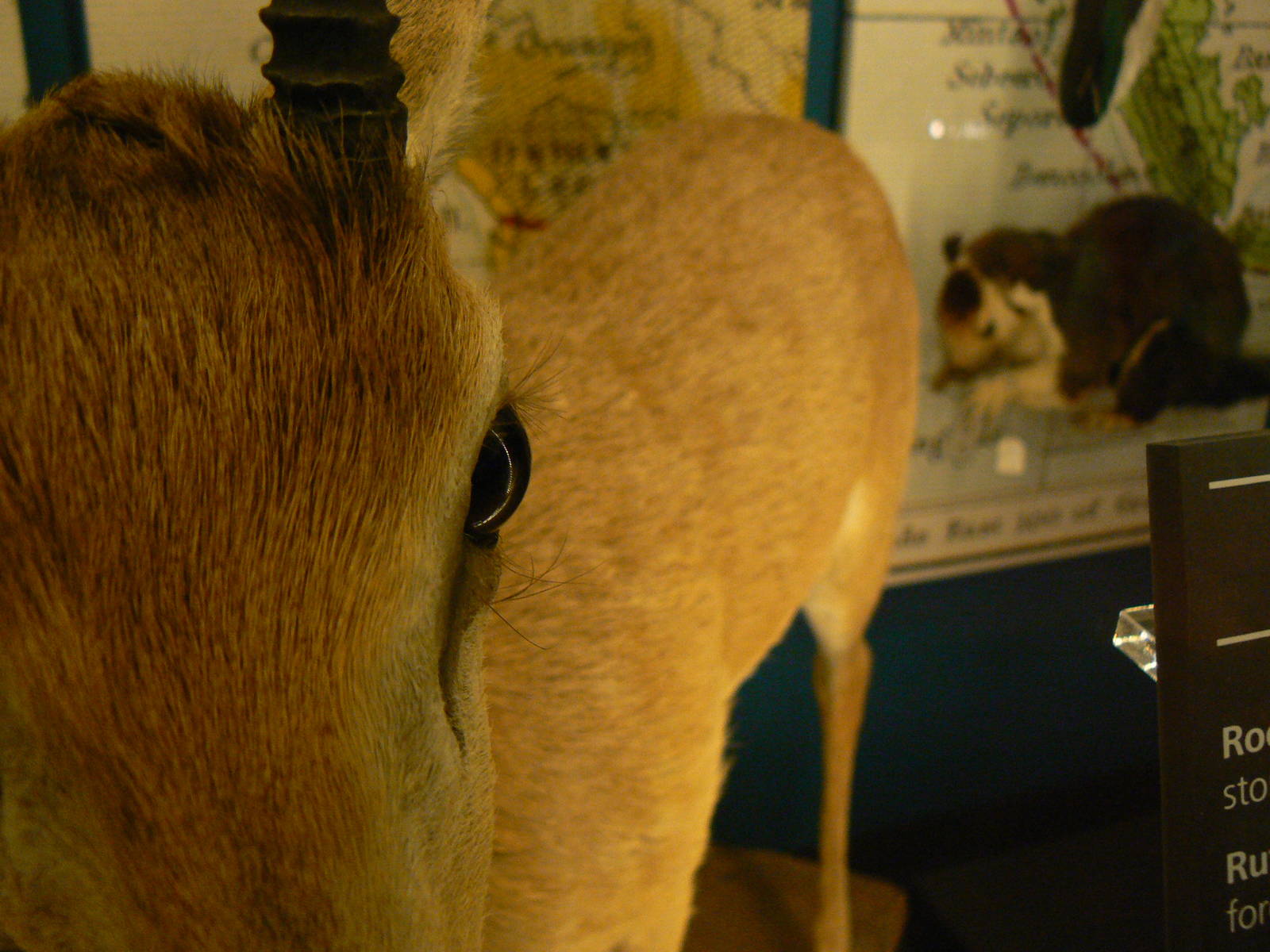 Haggard's Oribi - 17 January 2016