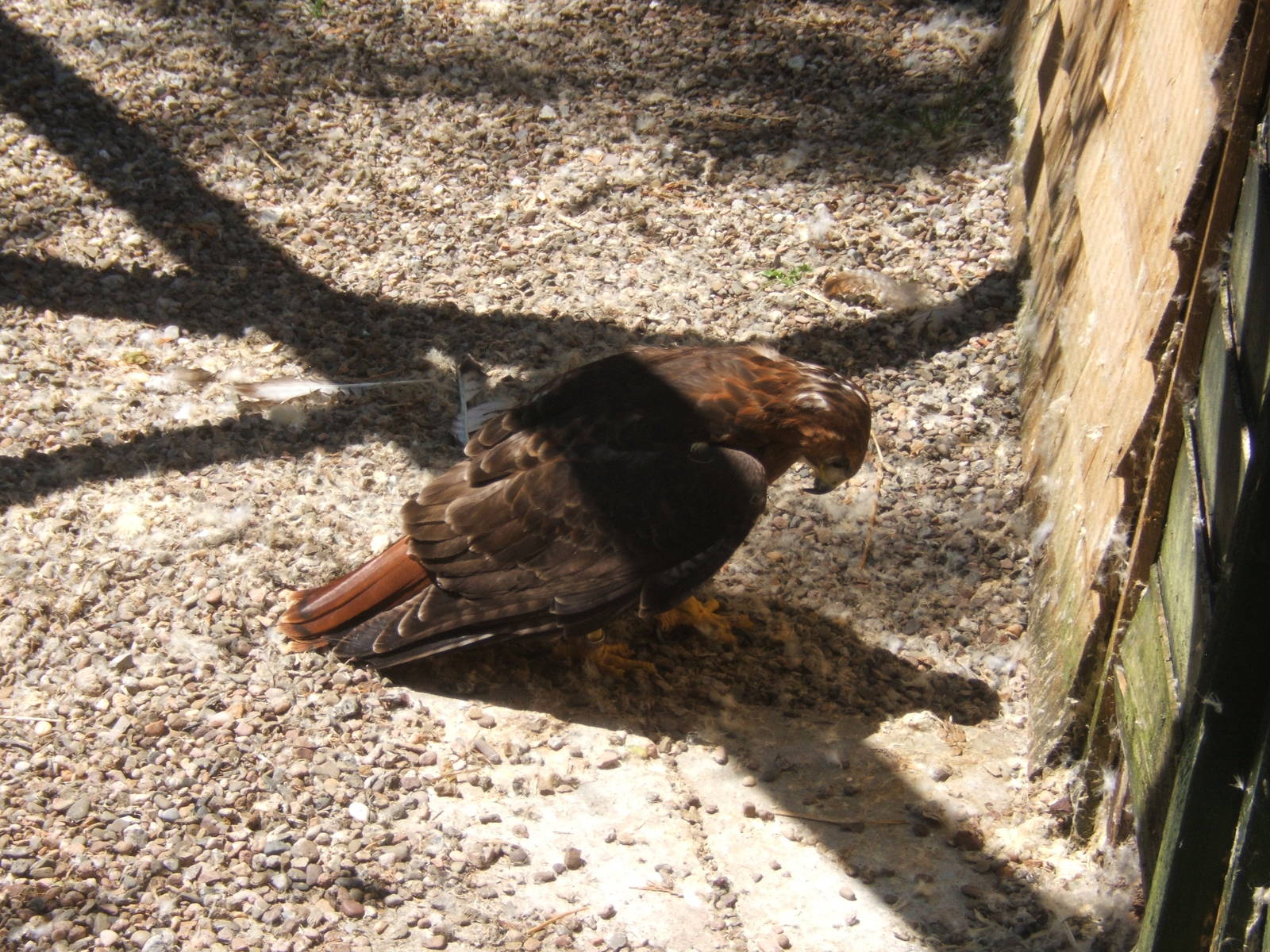 Hagley Falconry Centre