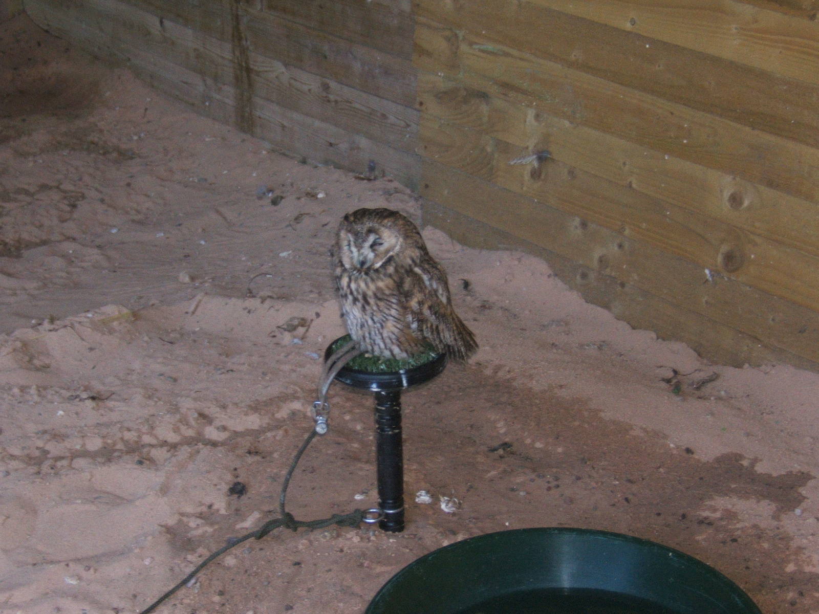 Hagley Falconry Centre