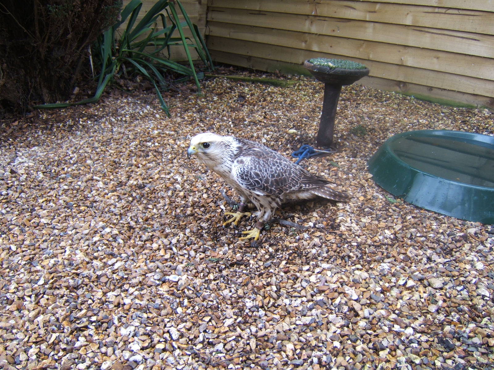 Hagley Falconry Centre