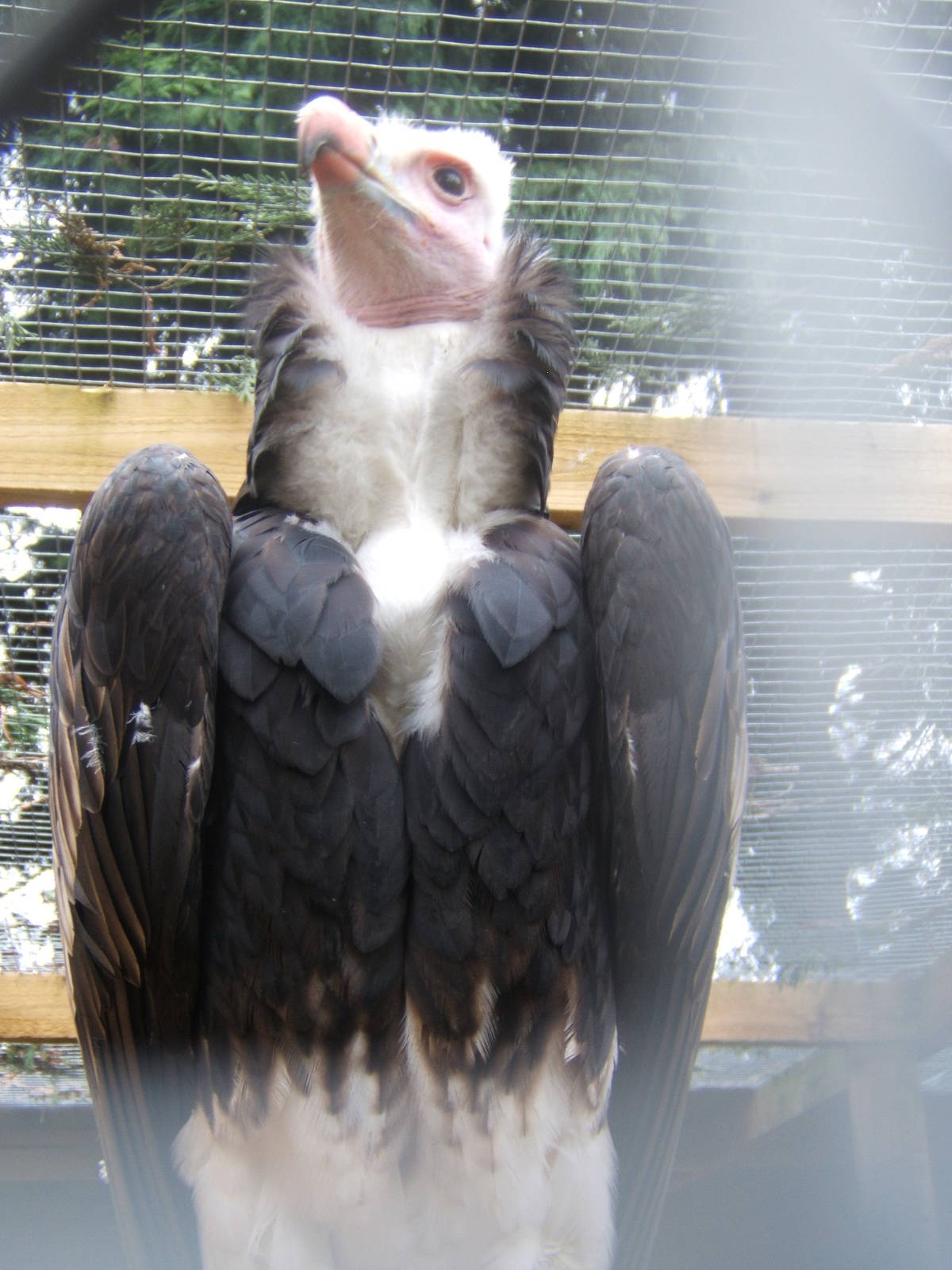 Hagley Falconry Centre