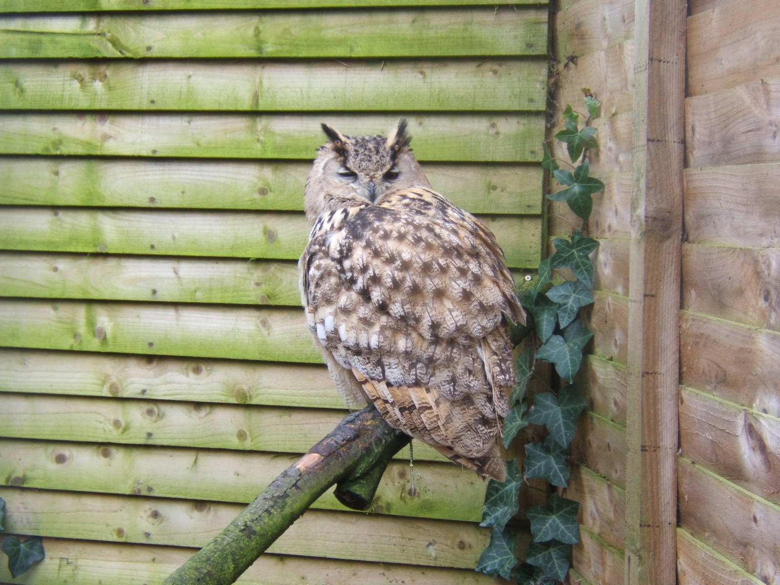 Hagley Falconry Centre