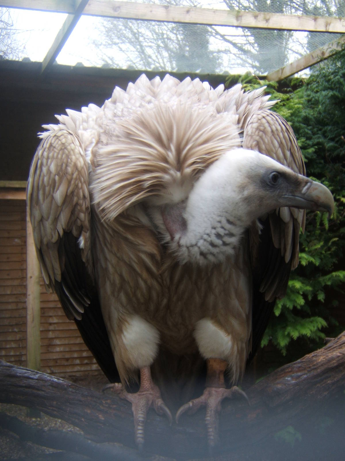 Hagley Falconry Centre