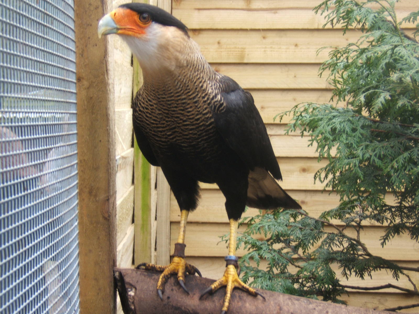Hagley Falconry Centre