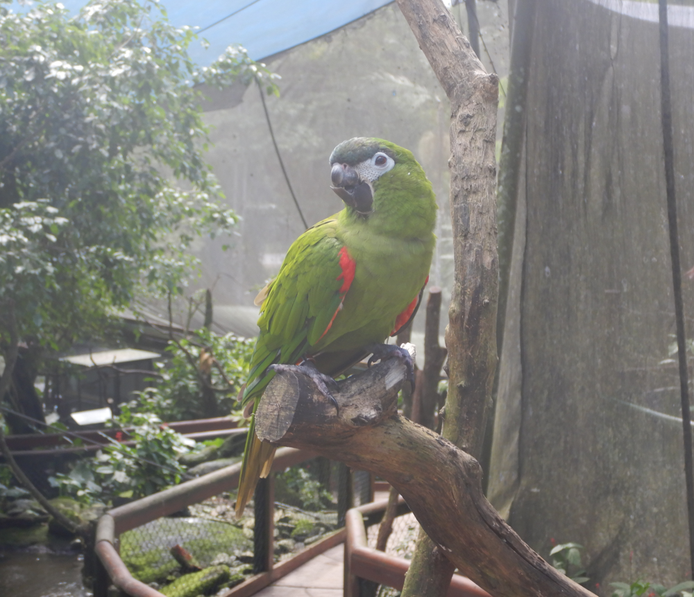 Hahn Macaw