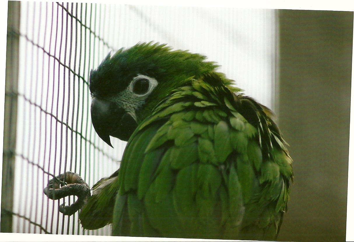 Hahn's Macaw 10th September 2012