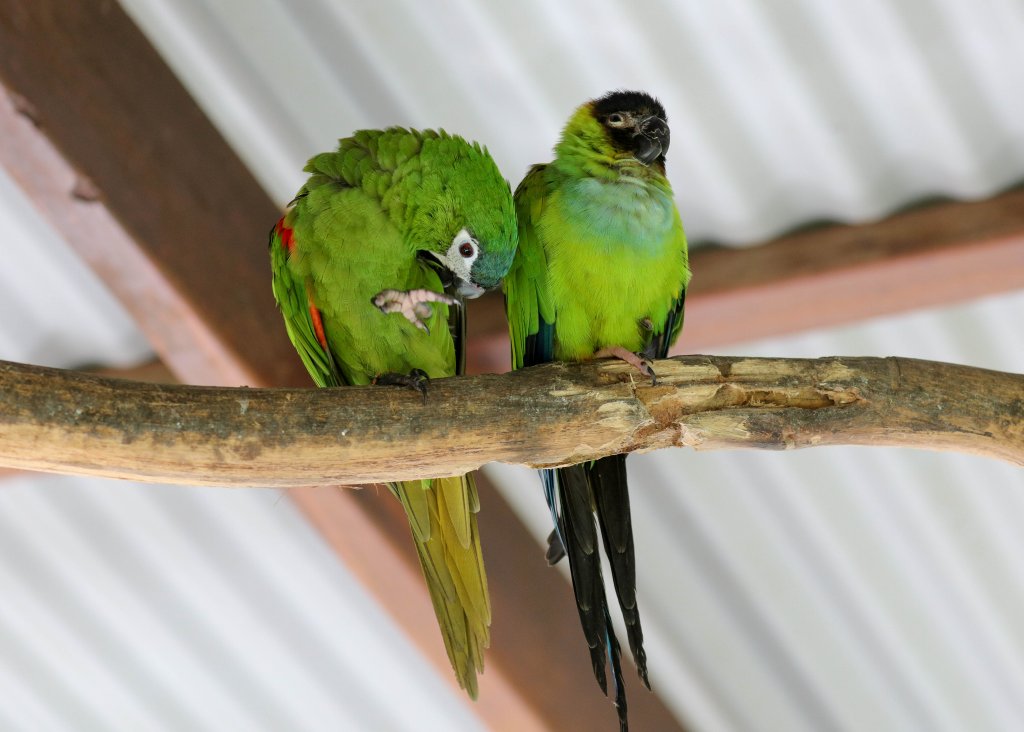 Hahn's Macaw and Nanday Conure
