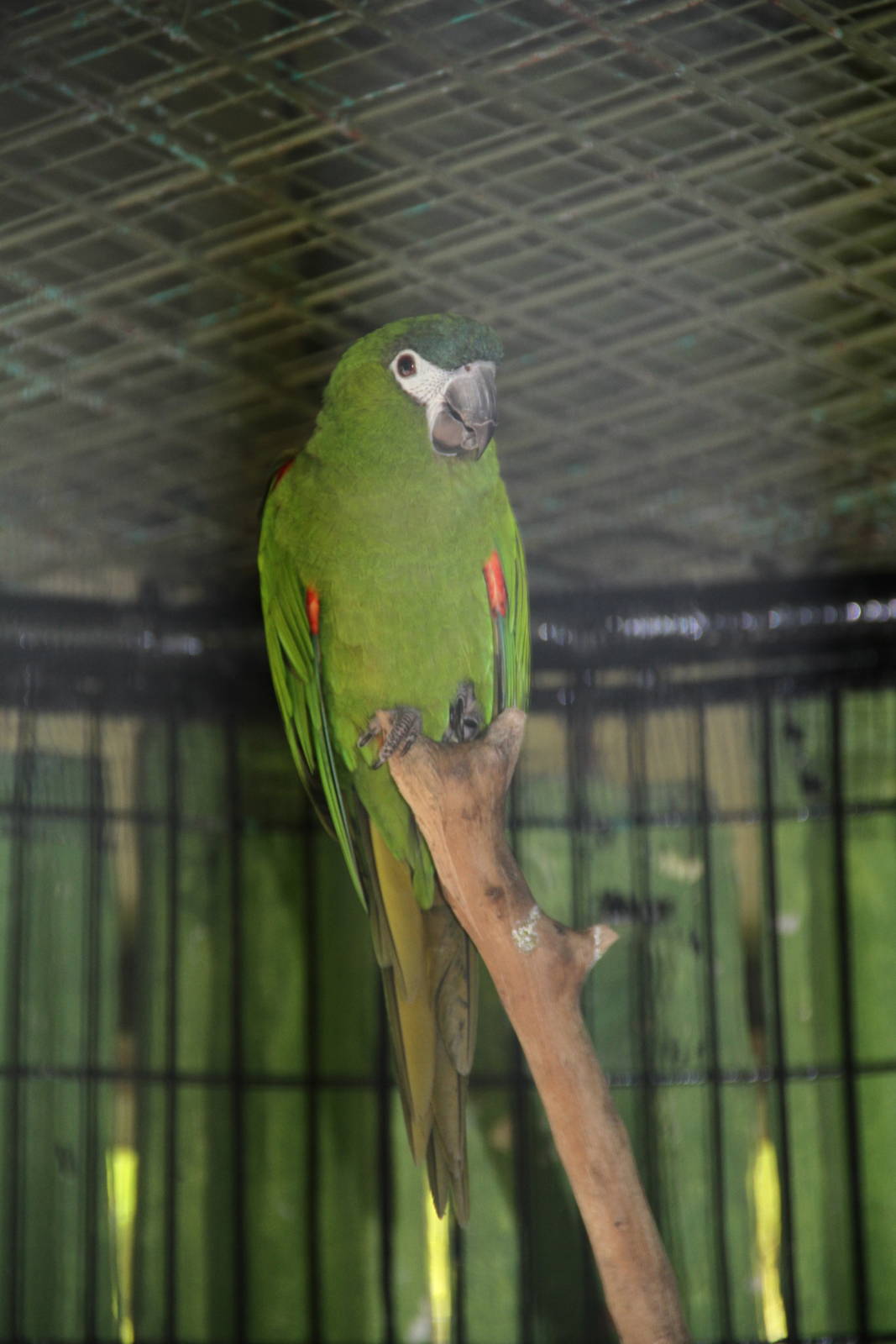 Hahn's Macaw (Ara nobilis)