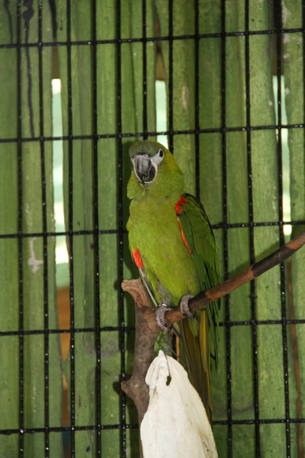 Hahn's Macaw (Ara nobilis)