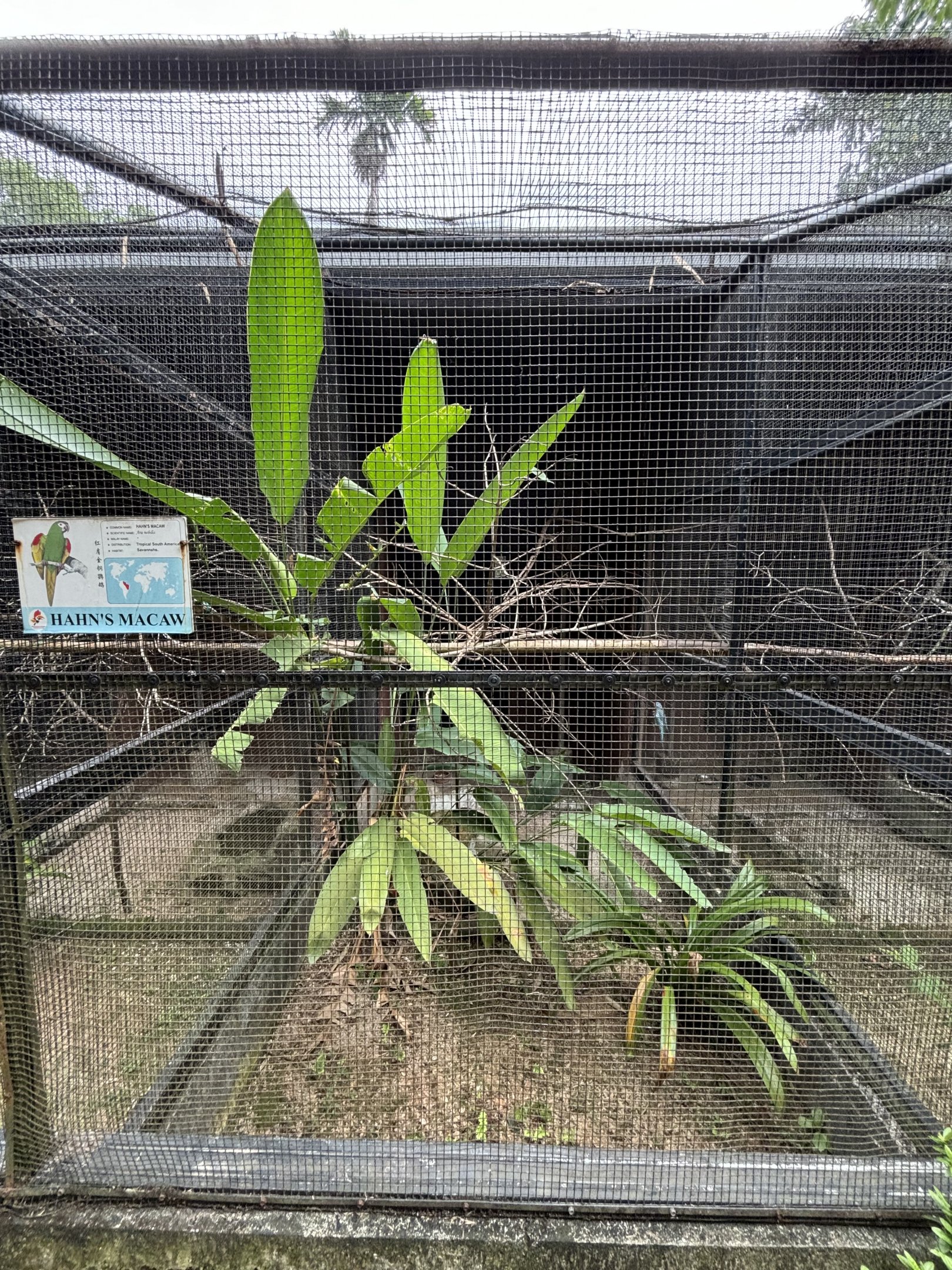 Hahn’s Macaw Aviary