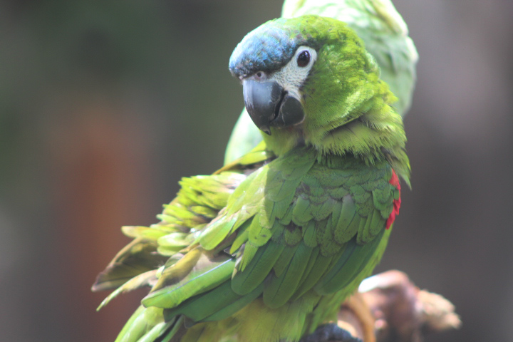 Hahn's macaw (Diopsittaca nobilis nobilis) - Jakarta Bird Land