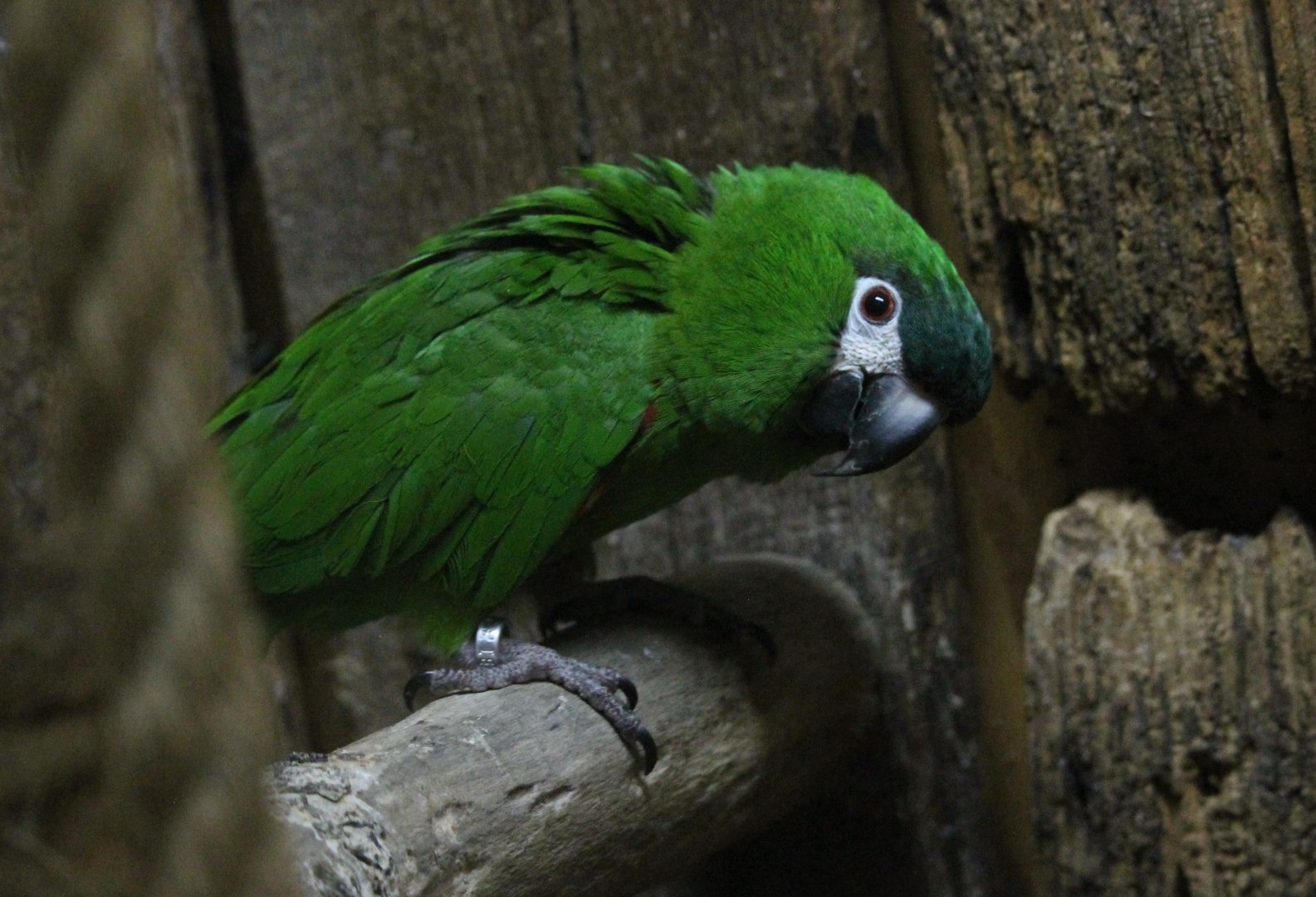 Hahn’s Macaw (Diopsittaca nobilis nobilis)