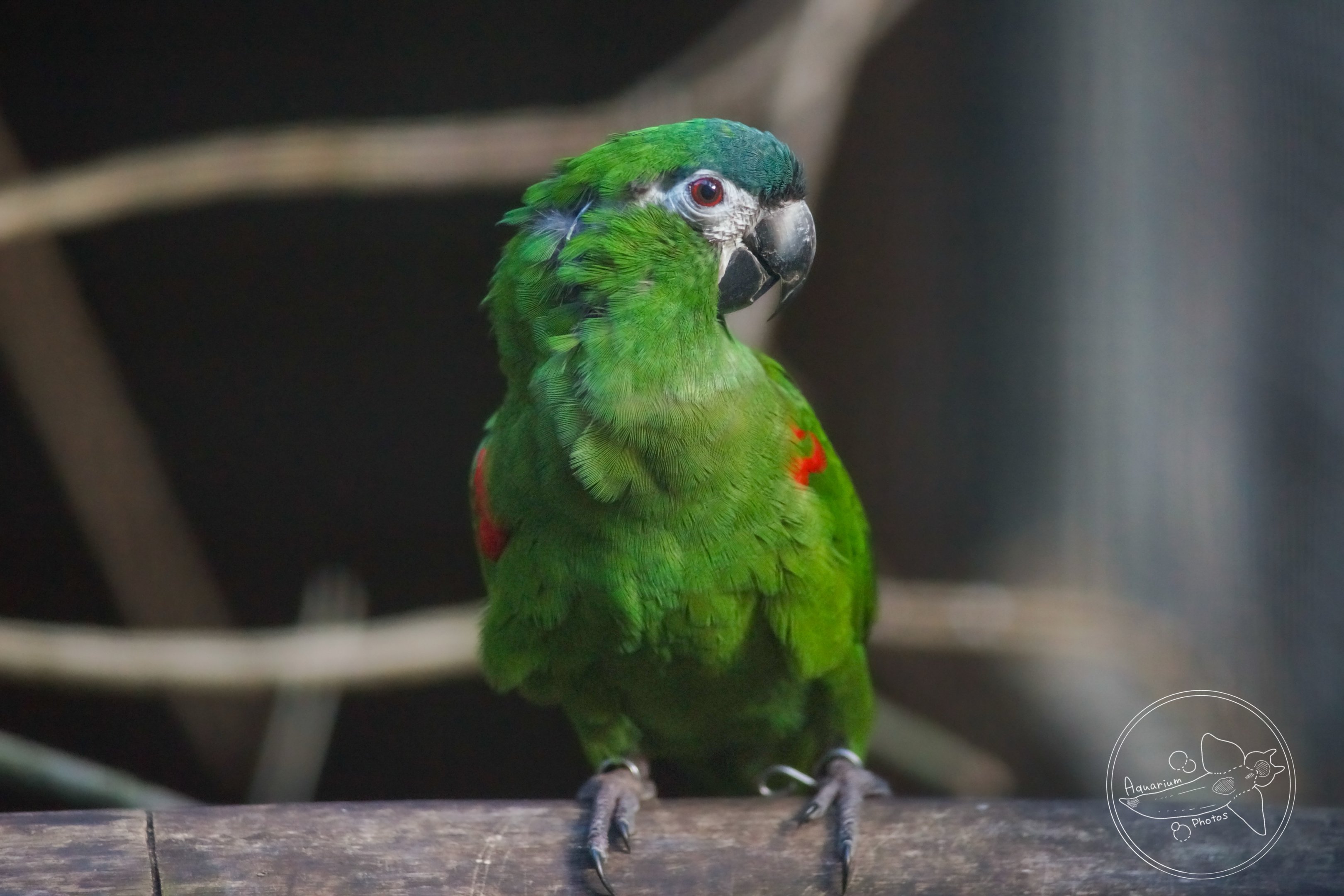 Hahn's Macaw (Diopsittaca nobilis)