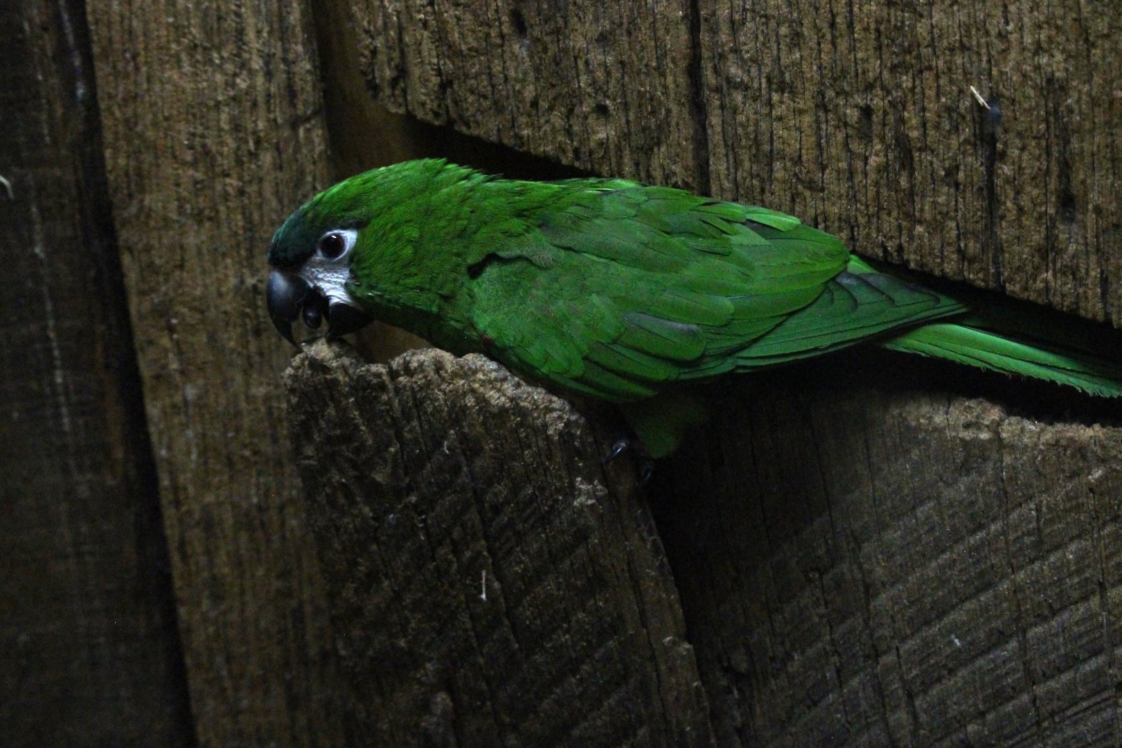 Hahn’s Macaw prying open the boards
