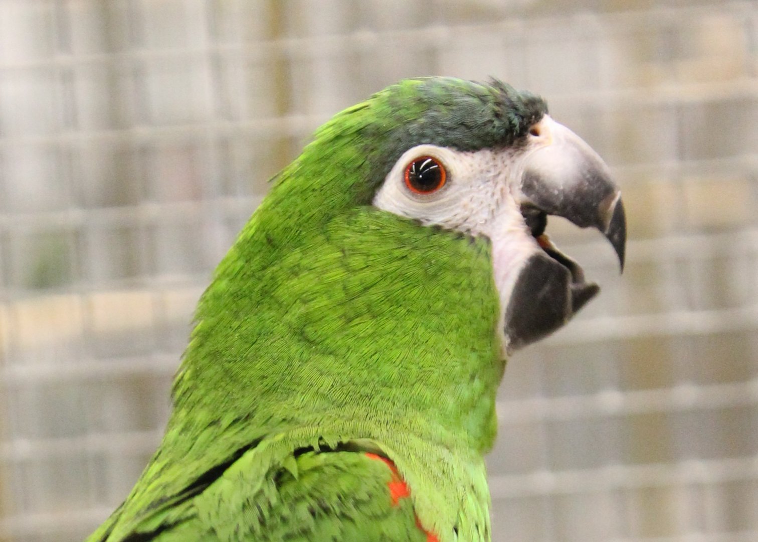 Hahn's macaw