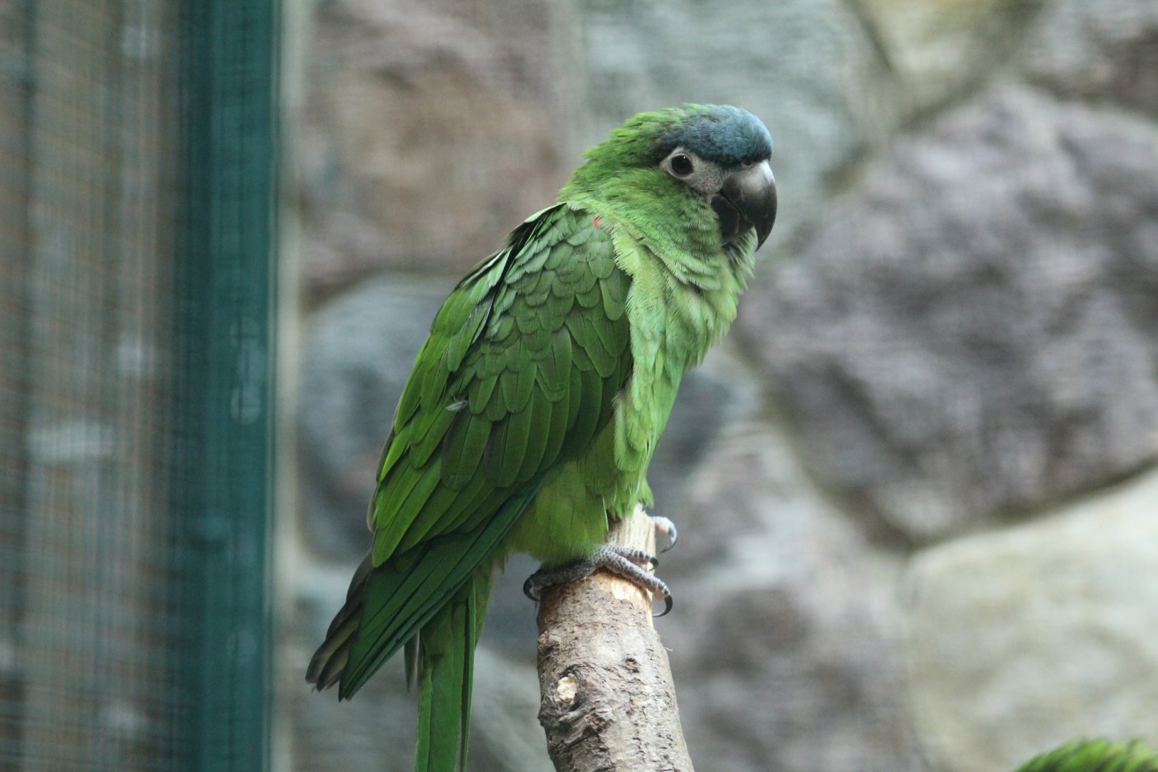 Hahn's Macaw