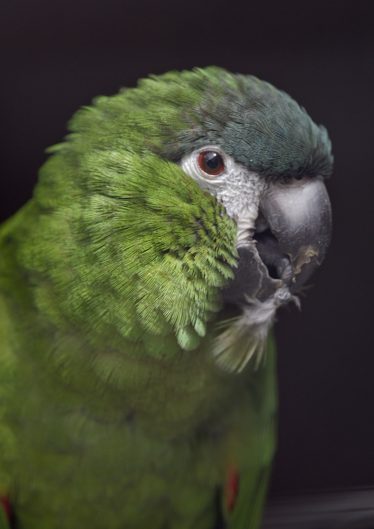 Hahn's macaw