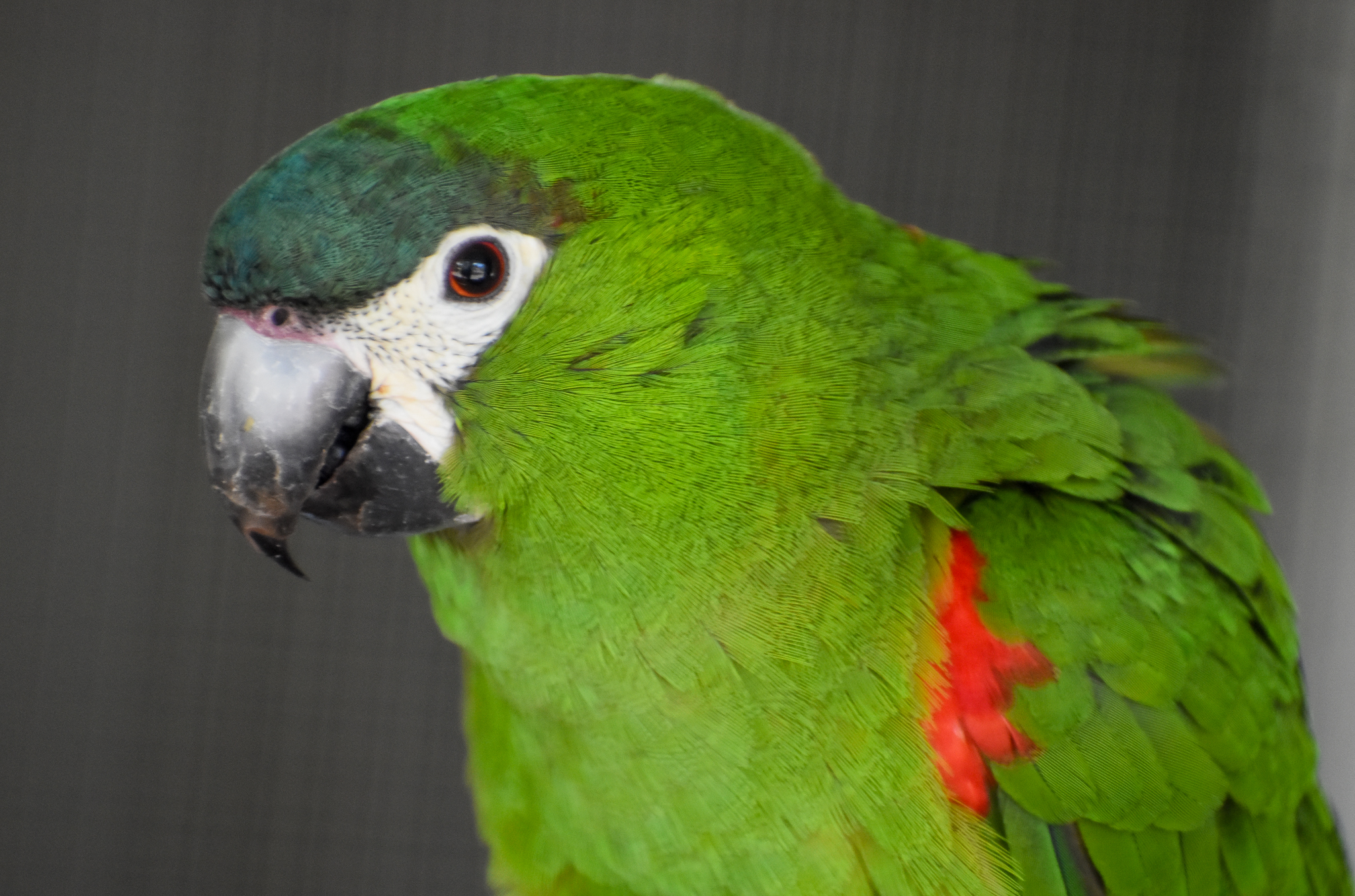 Hahn's Macaw
