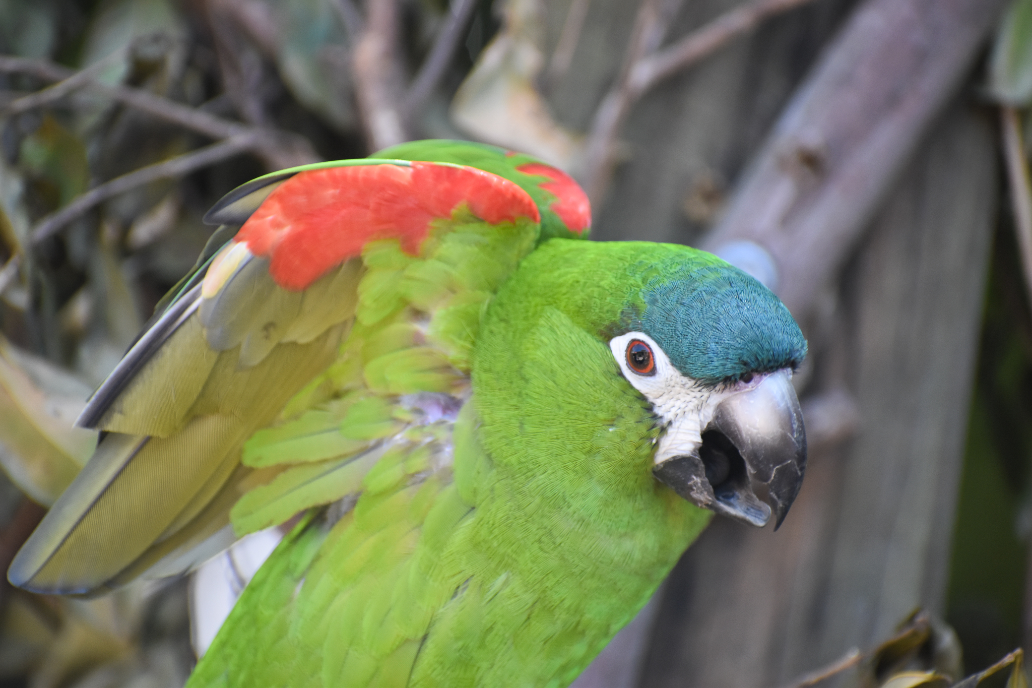 Hahn's Macaw